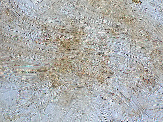 Inocybe asterospora   Qulet